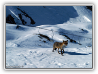 Der zahme Fuchs an der Bergstation
